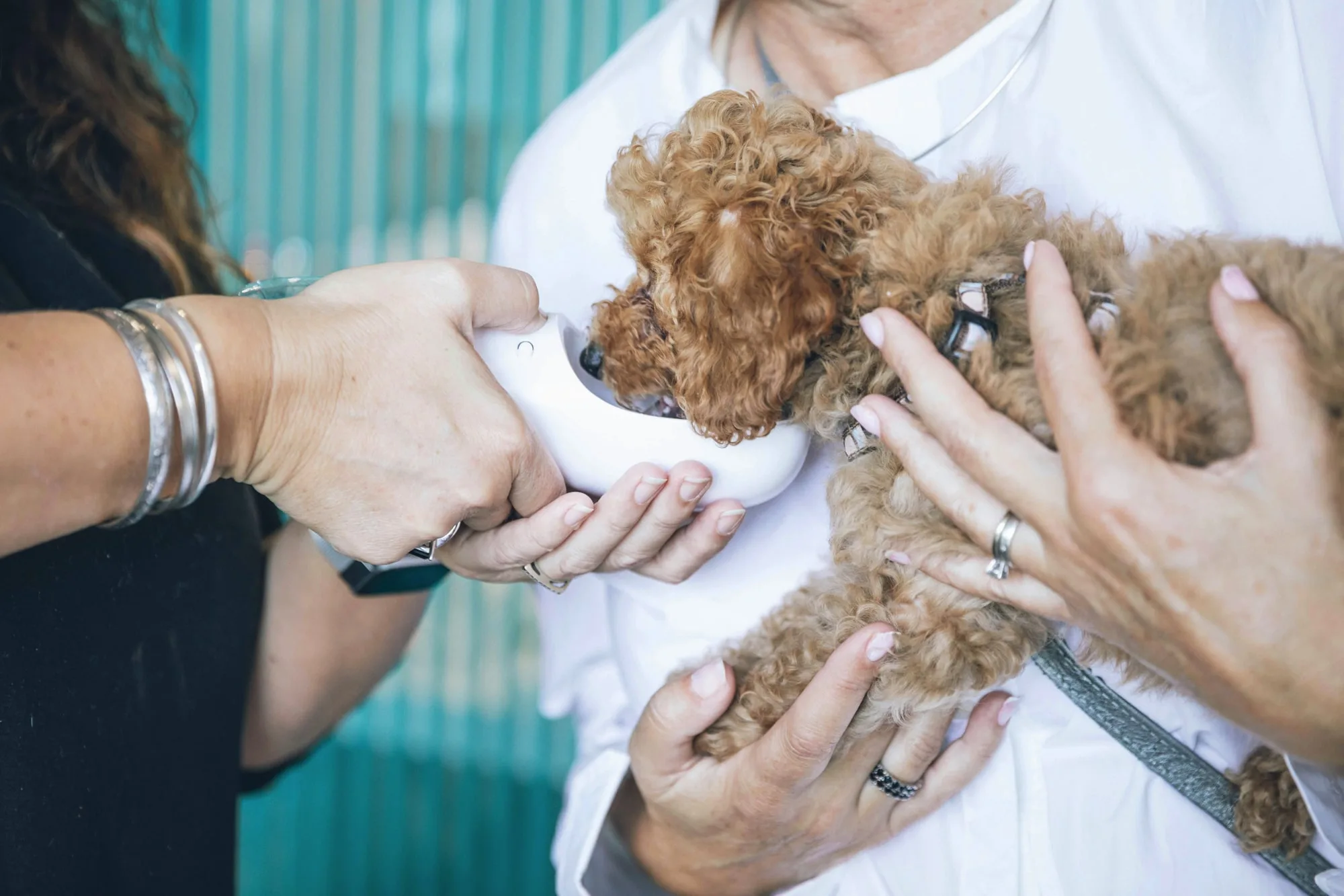 websites for veterinarians